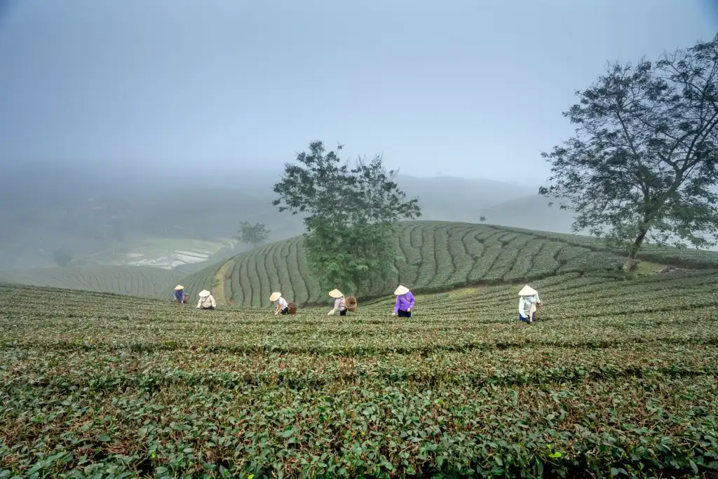 丽来春花卉种植基地鲜切花产品品控标准与分级体系详解