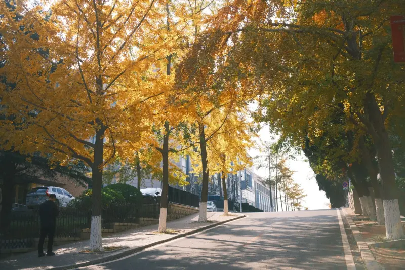 华中地区鲜切花保鲜技术要点与冷链运输管理方案