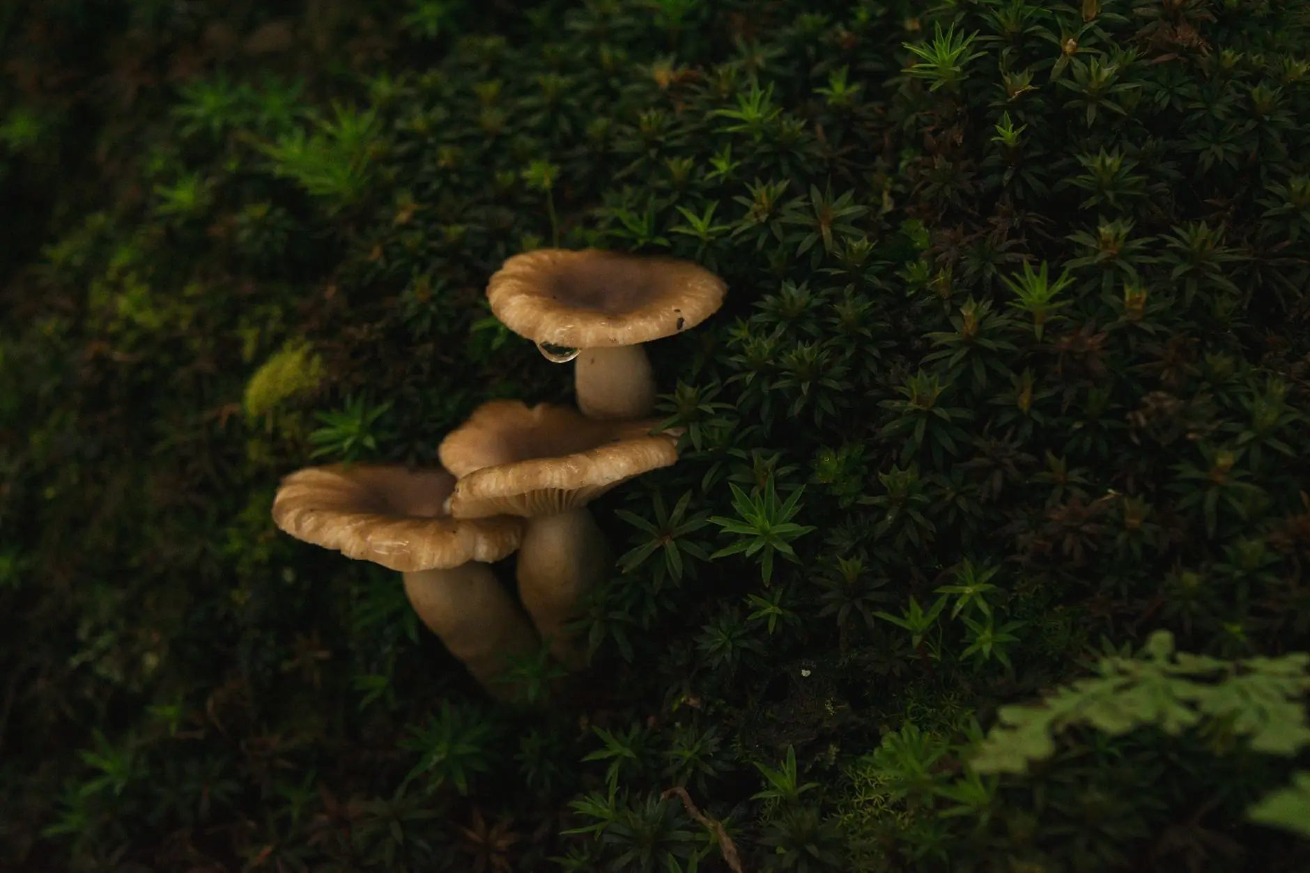 盆栽植物与鲜切花供应对比：花店和婚庆公司该如何选择合作方