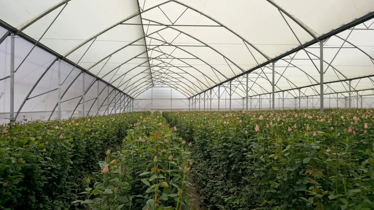 湖北丽来春鲜切花种植技术参数与品质分级标准解析正文配图 1