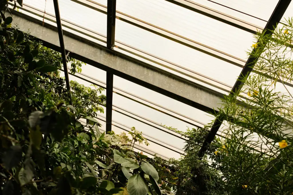 盆栽植物种植技术对比：丽来春温室品种与常规品种差异
