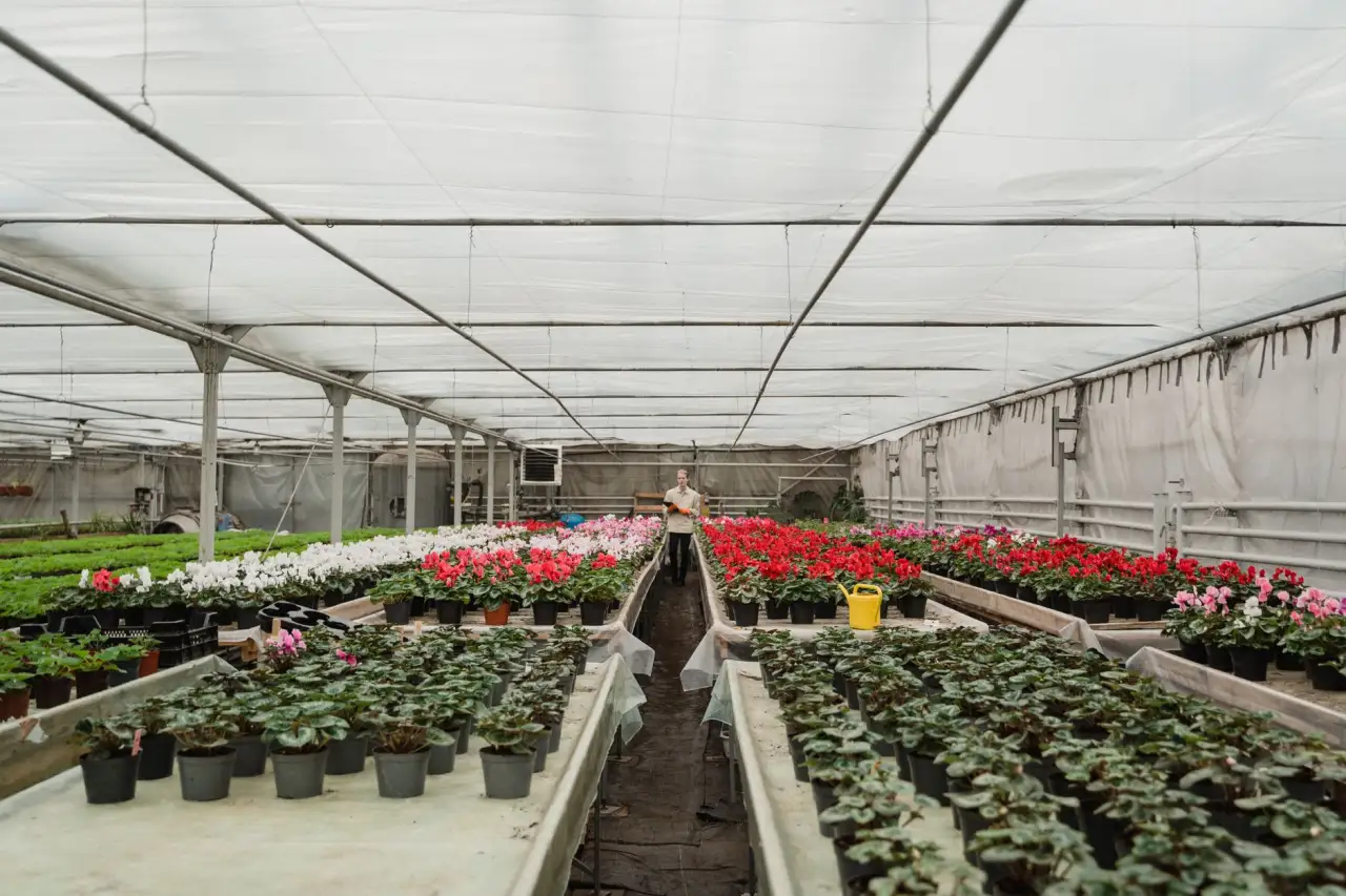 湖北丽来春鲜切花种植基地品种选育与瓶插期表现分析正文配图 1