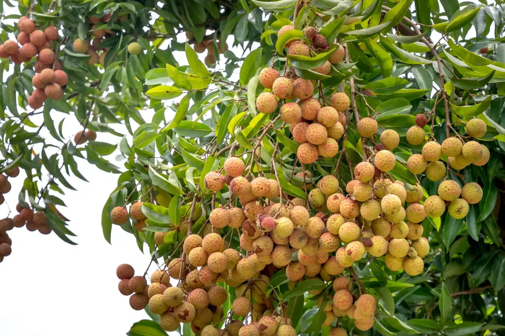 湖北丽来春花卉种植基地鲜切花产品规格与品质标准