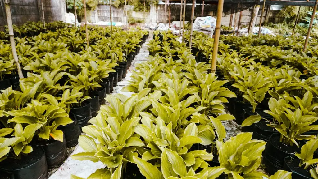 2024年花卉种植市场趋势：鲜切花产品价格与供应分析