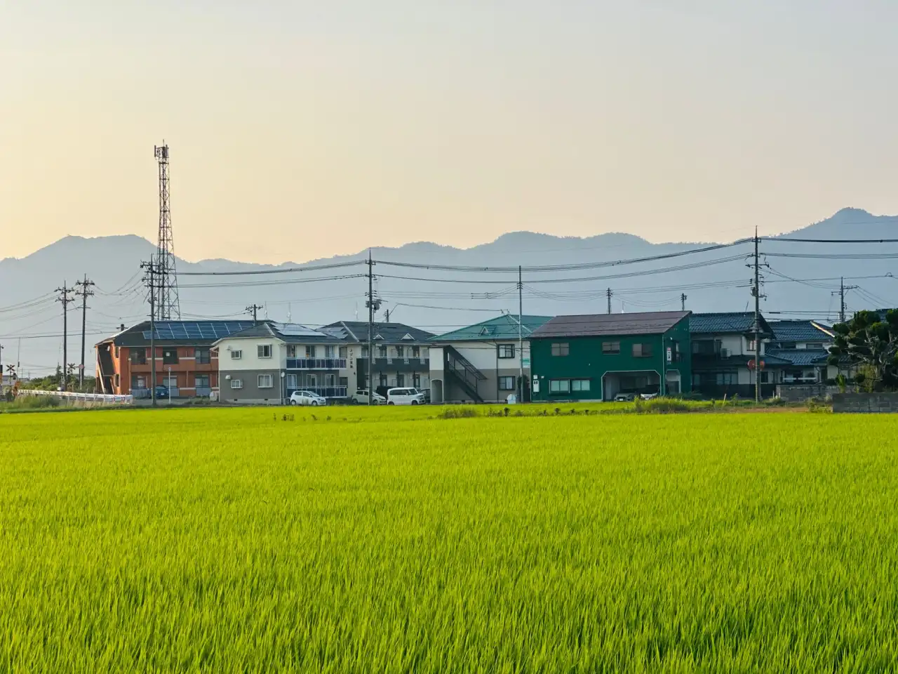 花卉种植行业数字化转型趋势及智能灌溉应用实践