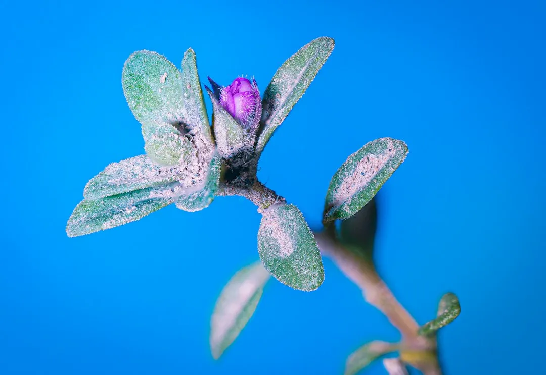 花卉种植技术解析：湖北地区鲜切花高效栽培与花期调控要点正文配图 2