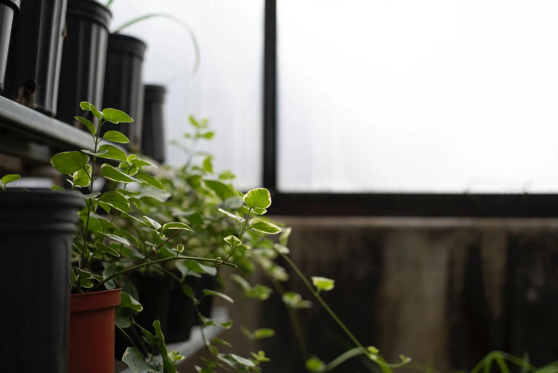 盆栽植物与鲜切花供应对比：花店与婚庆公司如何选择适合的采购方案正文配图 1