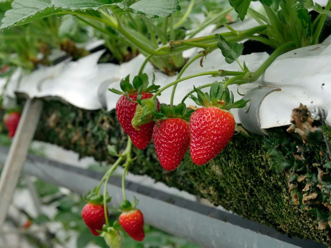 花卉种植技术解析：丽来春科技如何提升鲜切花品质与供应稳定性